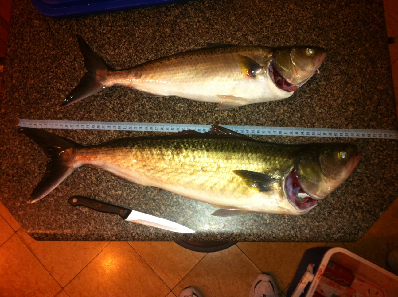 First try at Gymea Baths a success Fishing Reports DECKEE Community